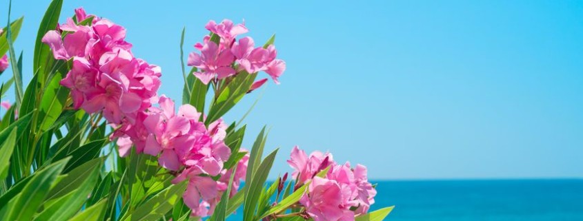 hotel sul mare famiglia 25 aprile offerte